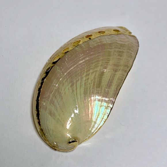 ⭐️ Gold Plated Shell ⭐️ - Picture 7 of 7